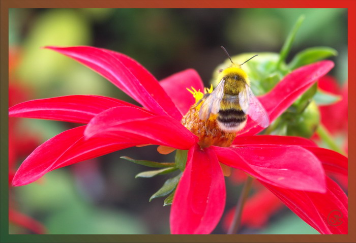 photo "Instants of a life_1..." tags: nature, flowers, insect