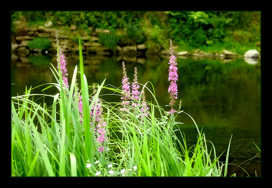 фото "Конец лета..." метки: природа, пейзаж, вода, цветы