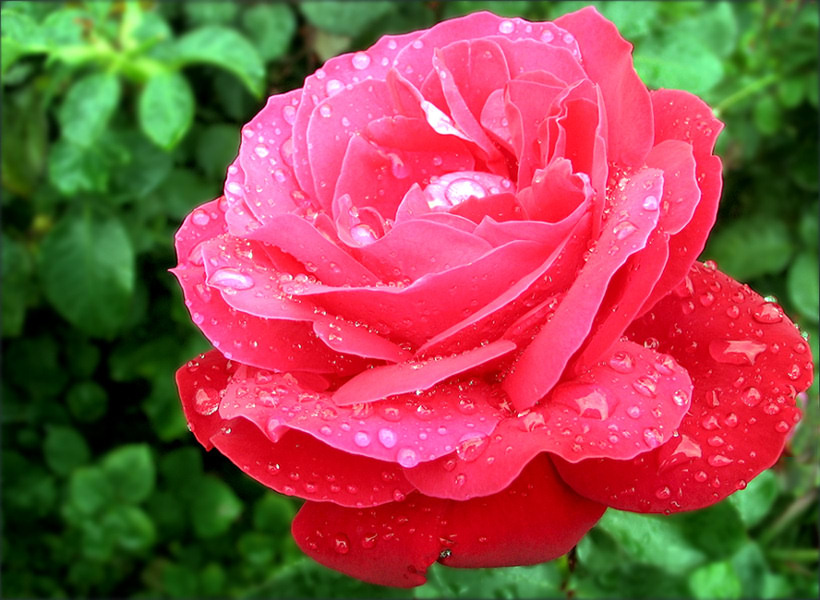 photo "Pretty rose))" tags: nature, macro and close-up, flowers