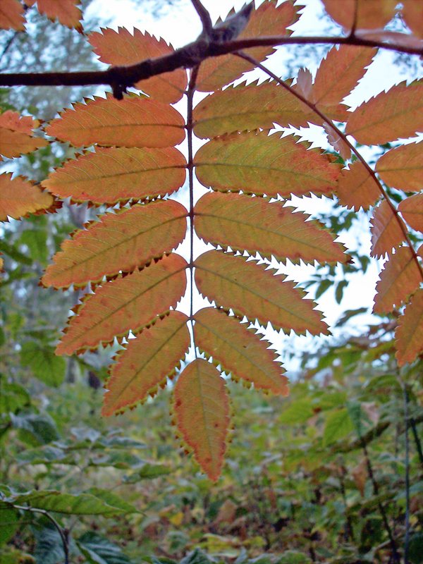 photo "Autumn" tags: landscape, nature, autumn, flowers