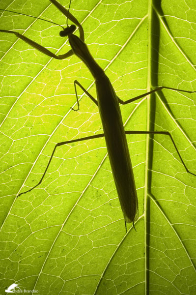 photo "Mantis II" tags: misc., 