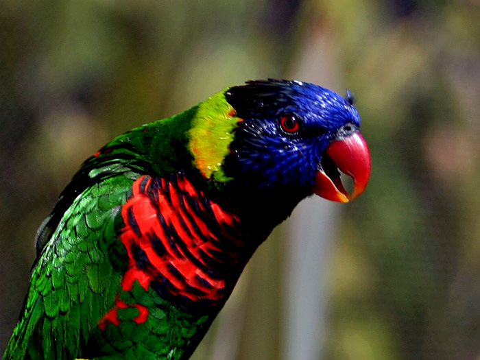 photo "Tropical bright colored" tags: misc., nature, 