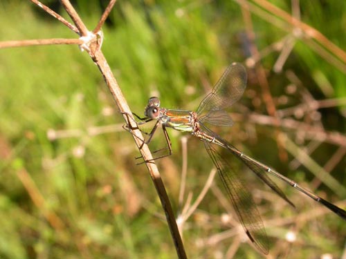 photo "Golden back" tags: nature, macro and close-up, insect