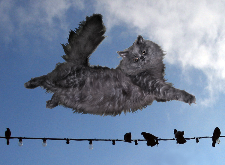 Кошки полетели. Летающий котик. Кошка в полете. Летающая кошка. Кошка в прыжке.