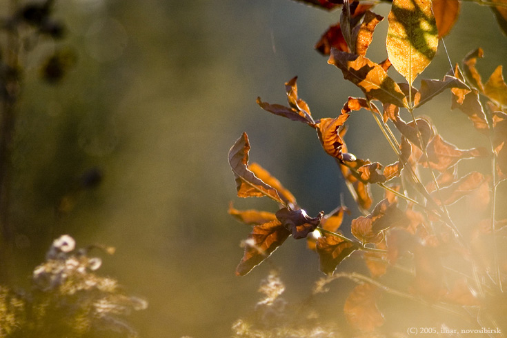 photo "the autumn" tags: nature, 