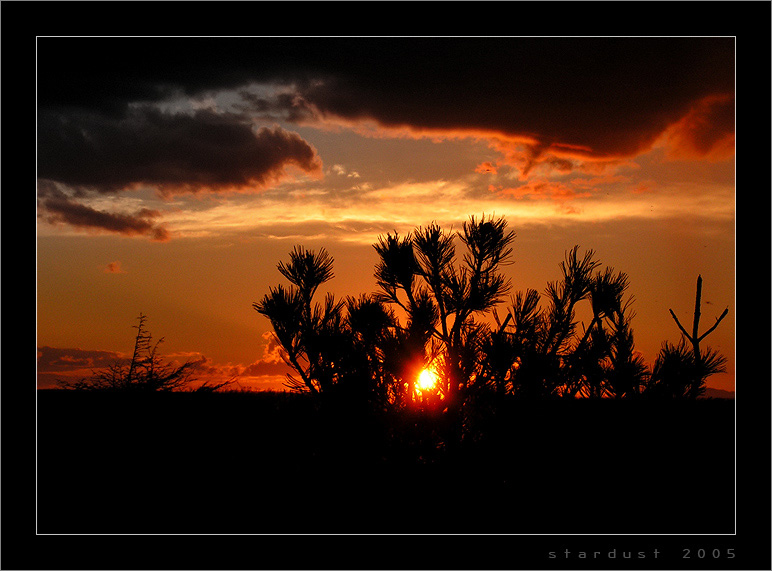 photo "Good Night Wish" tags: landscape, nature, flowers, sunset