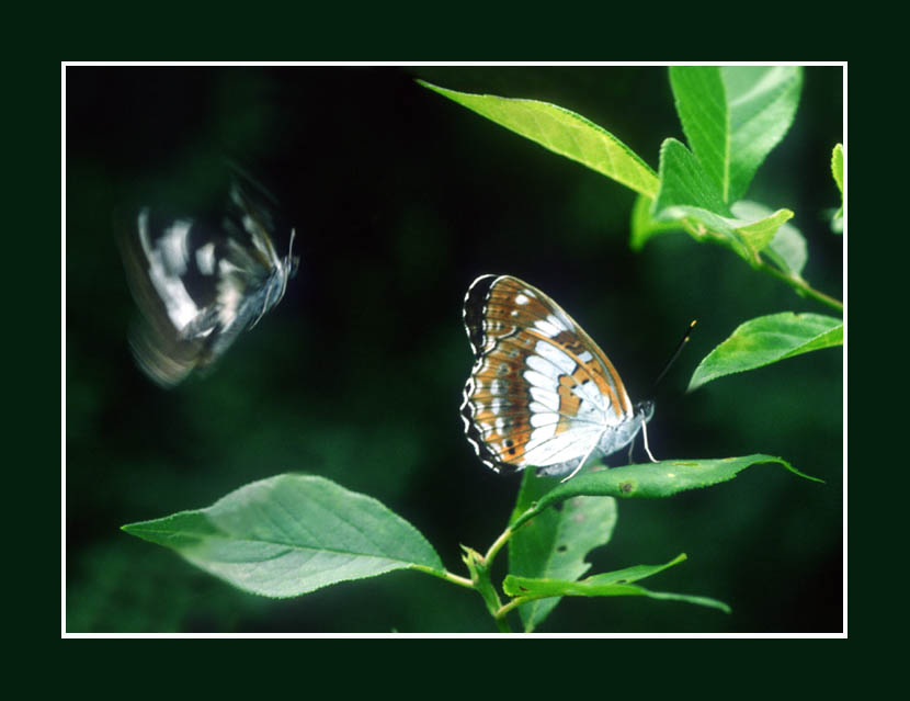 photo "Conjugal games of Admiral" tags: nature, macro and close-up, insect