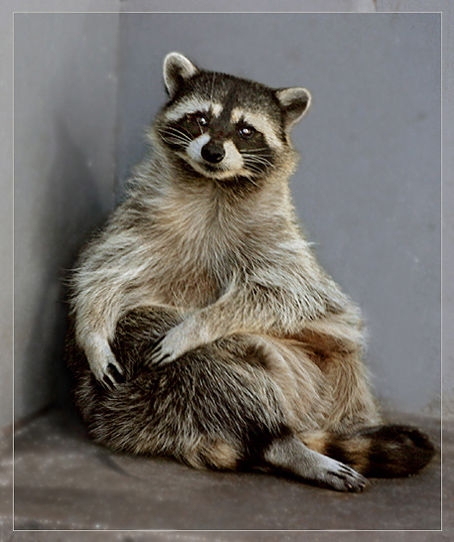 photo "Portrait of a raccoon" tags: nature, wild animals