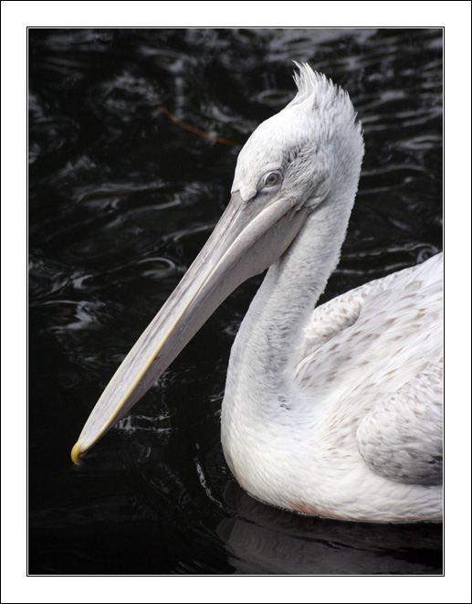 photo "The thoughtful pelican" tags: nature, wild animals