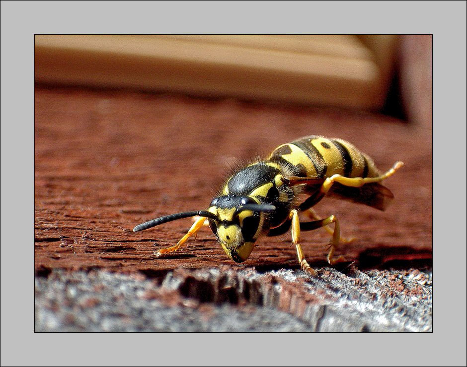 photo "Wild wasp." tags: macro and close-up, nature, insect