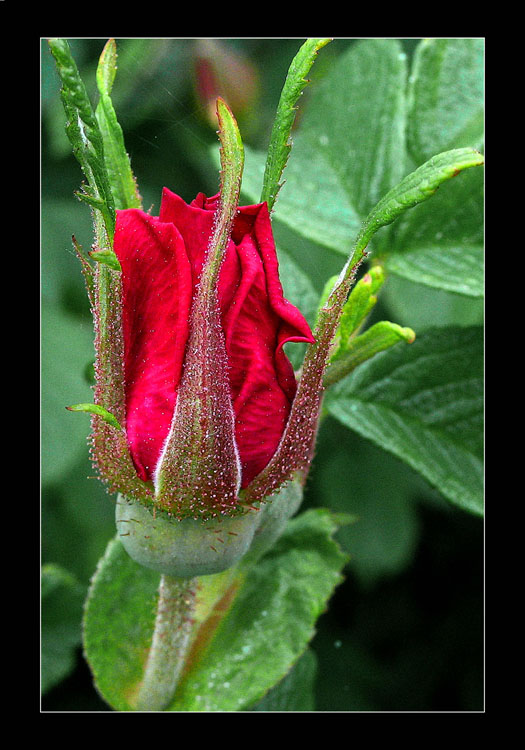 фото "Пока я роза, но буду шиповником!" метки: природа, цветы