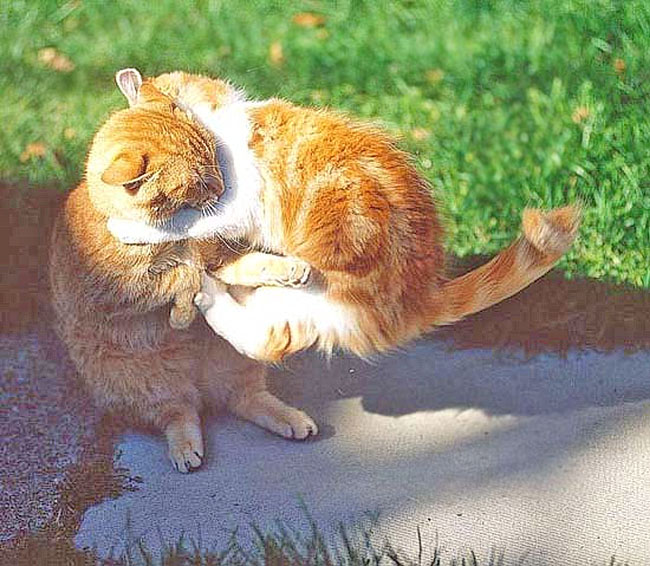 фото "CAT FIGHT repost" метки: природа, дикие животные