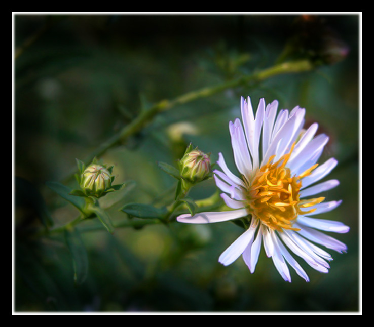 photo "The sun wood:)" tags: nature, montage, flowers