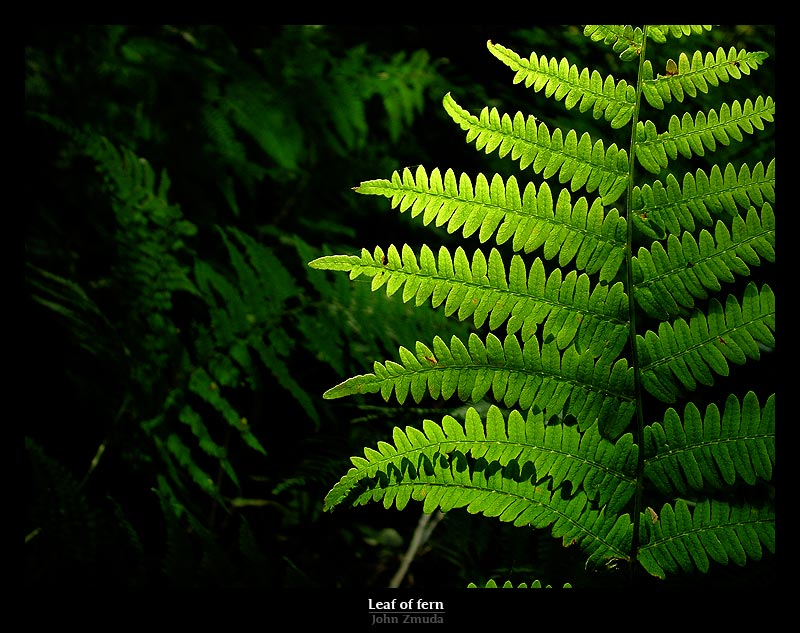 photo "Leaf of fern" tags: nature, landscape, flowers, forest