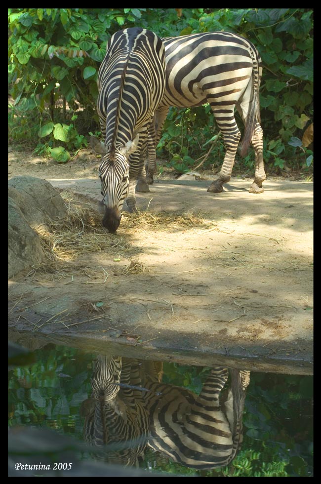 фото "Stripped reflection" метки: путешествия, природа, Азия, дикие животные