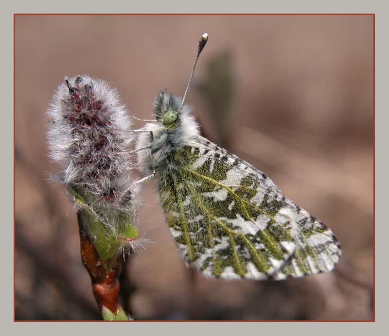 photo "Fluffy couple" tags: macro and close-up, nature, insect