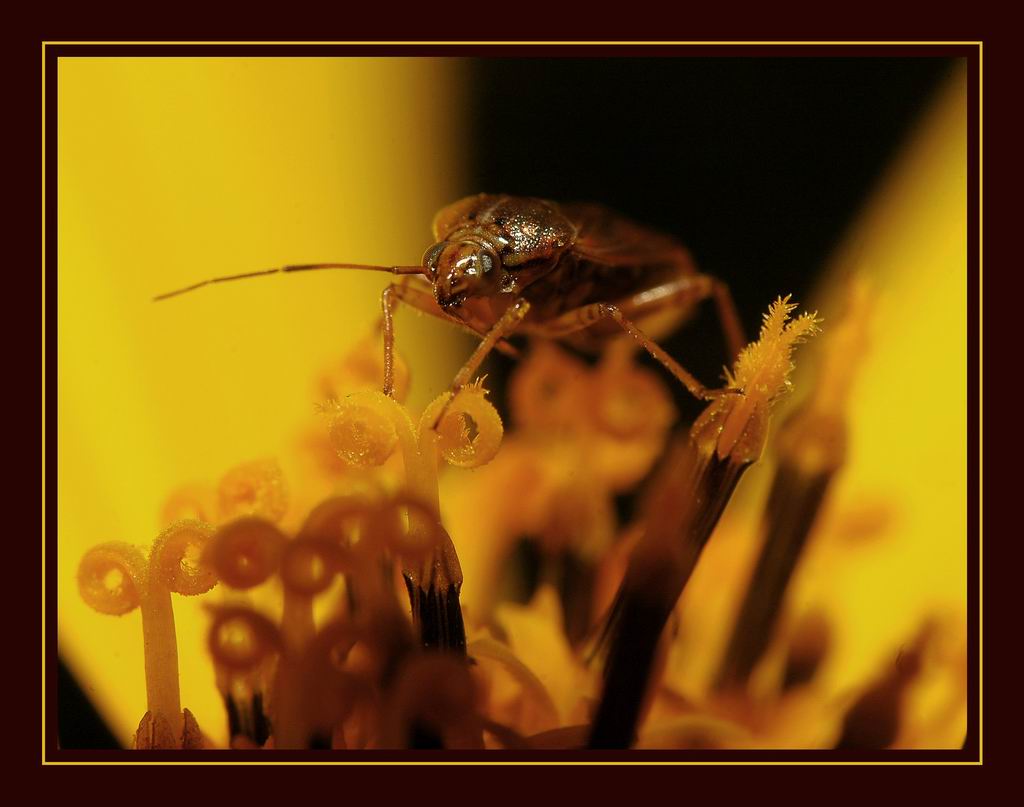 photo "Собиратель пыльцы" tags: macro and close-up, nature, insect