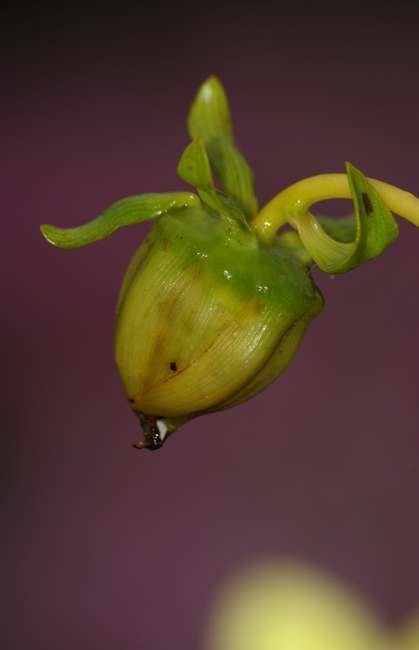 photo "Bud" tags: nature, flowers