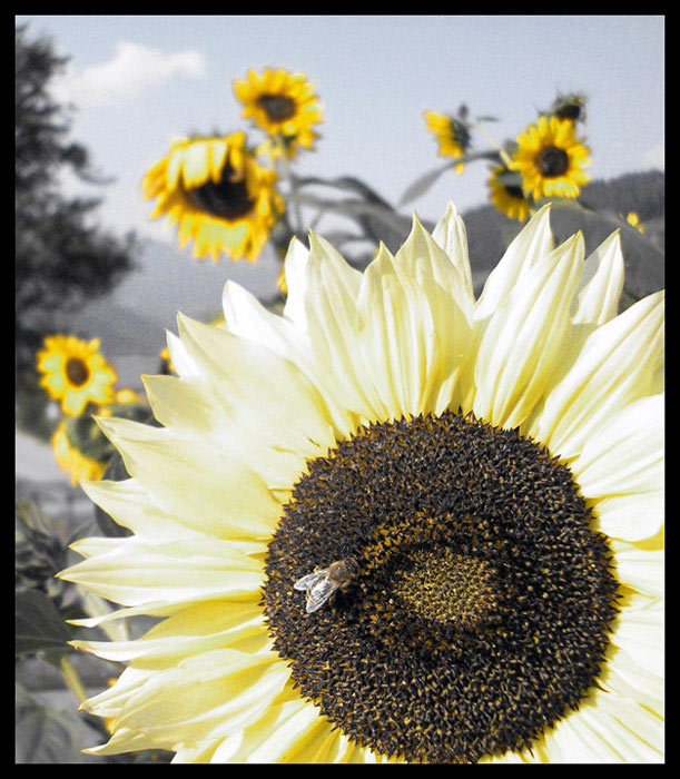 photo "Sunflowers(1)" tags: nature, flowers