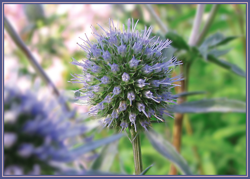 photo "***" tags: nature, macro and close-up, flowers