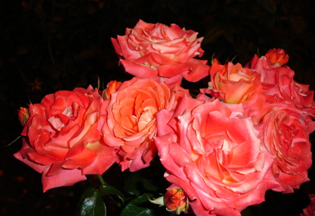 photo "roses" tags: nature, flowers