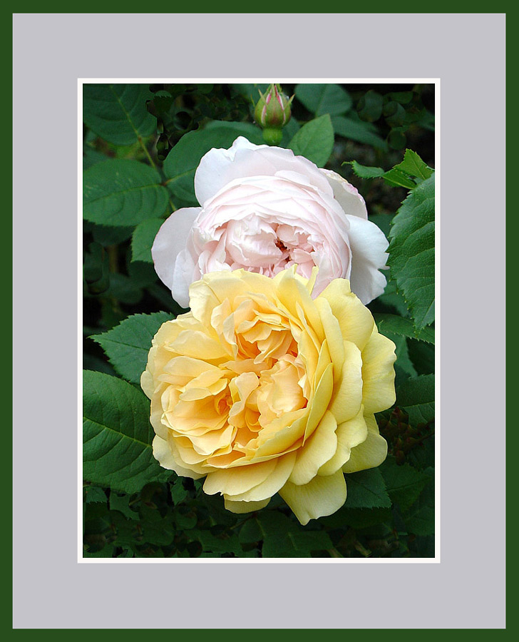 photo "English Roses" tags: nature, flowers