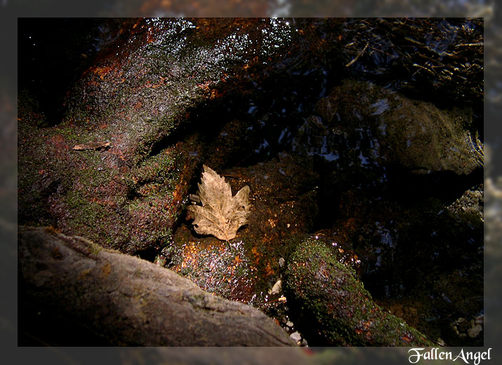photo "a leaf" tags: landscape, nature, water