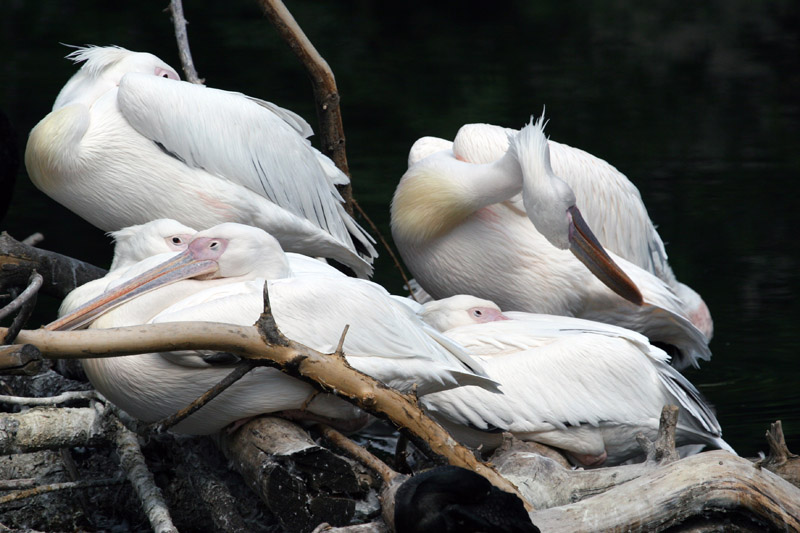 photo "The Pelican Brief" tags: nature, wild animals