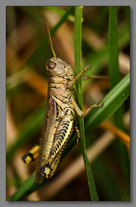 photo "The grasshopper" tags: nature, macro and close-up, insect