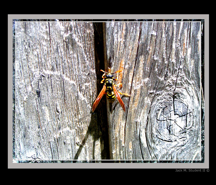 photo "Hornet" tags: nature, macro and close-up, insect