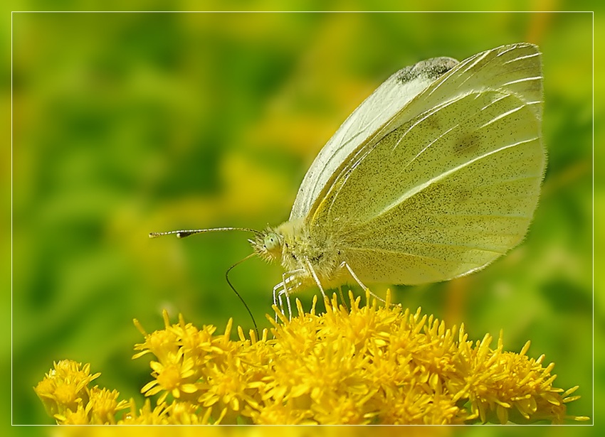 photo "***" tags: nature, macro and close-up, insect