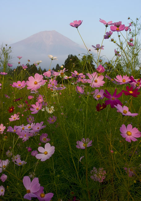 фото "Cosmos" метки: природа, пейзаж, горы, цветы