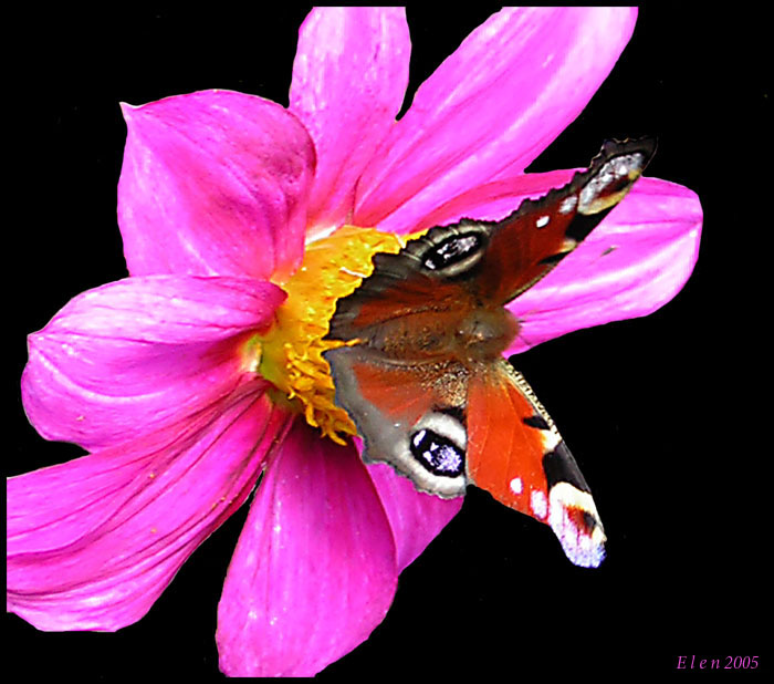 photo "butterfly" tags: nature, flowers