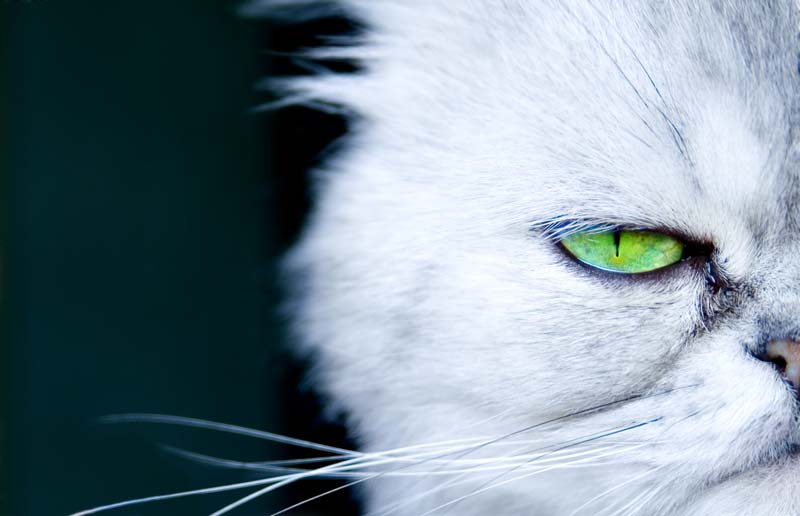photo "beast of prey" tags: nature, pets/farm animals