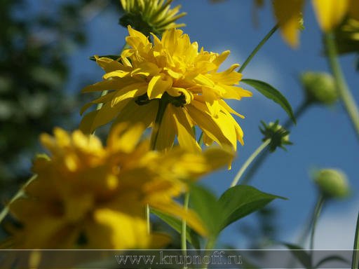 фото "Золотые шары" метки: природа, цветы