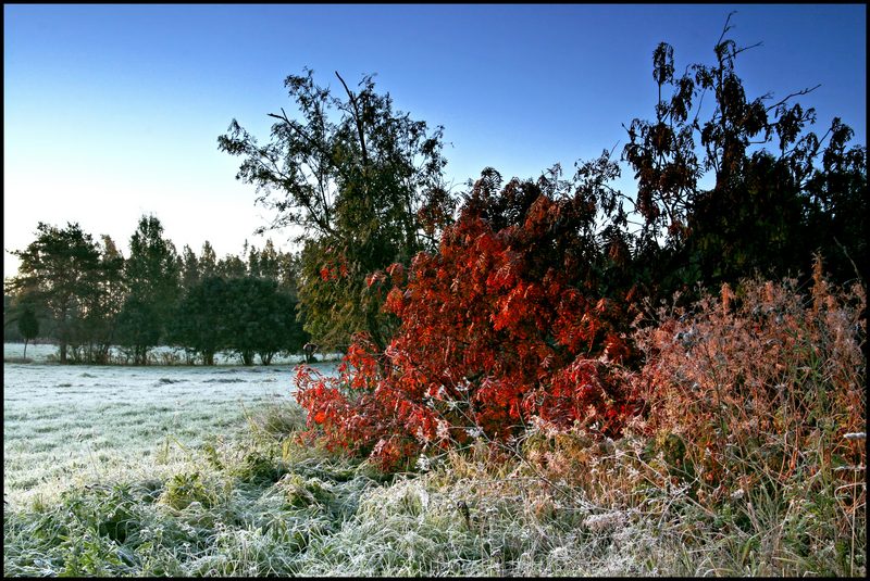 photo "Frosty morning" tags: misc., landscape, autumn