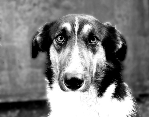 photo "Fidelity" tags: misc., nature, pets/farm animals