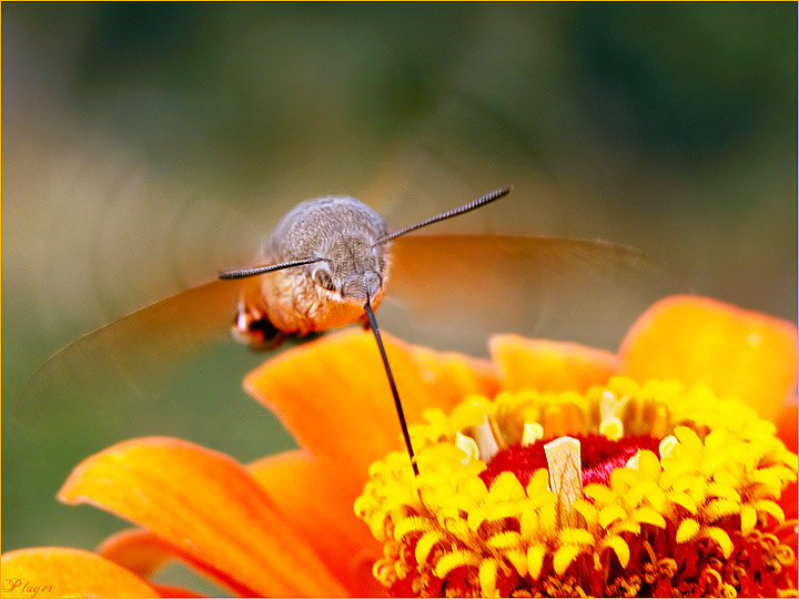 фото "Чудо природы" метки: природа, макро и крупный план, насекомое