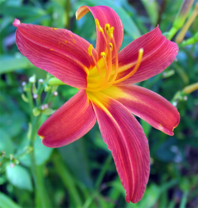 photo "Scarlet flower" tags: nature, macro and close-up, flowers