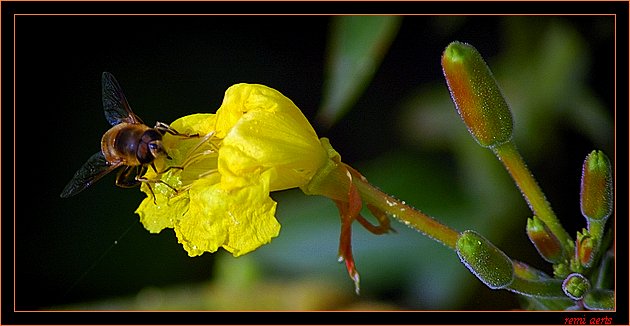 photo "diner time" tags: nature, macro and close-up, insect