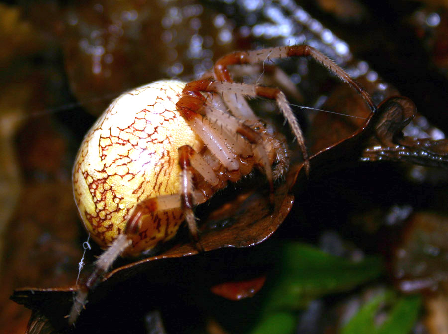 photo "Forest demon" tags: nature, insect