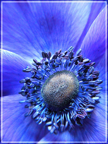 photo "Just blue beauty" tags: macro and close-up, nature, flowers