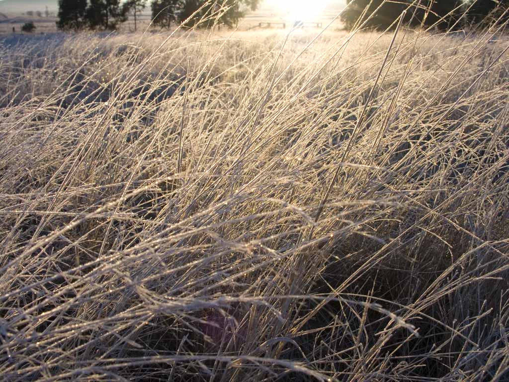 photo "Rime under the morning sun" tags: landscape, travel, Australia, sunset
