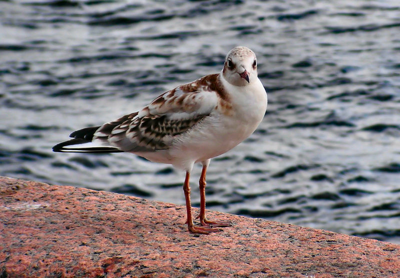 photo "I pose only for bread!" tags: misc., 