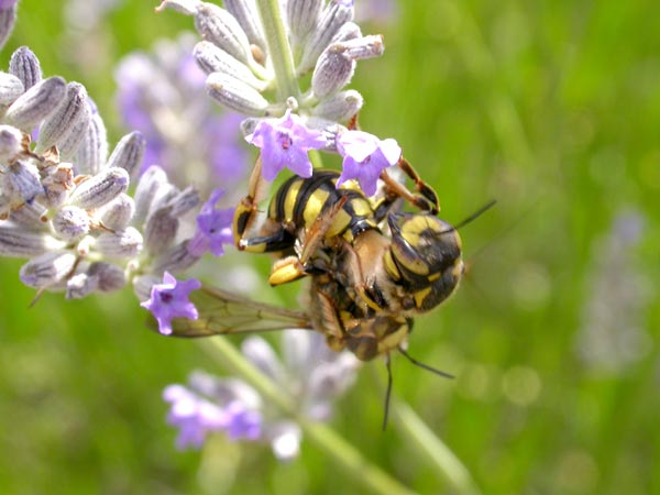 photo "Vasp mating" tags: macro and close-up, nature, insect