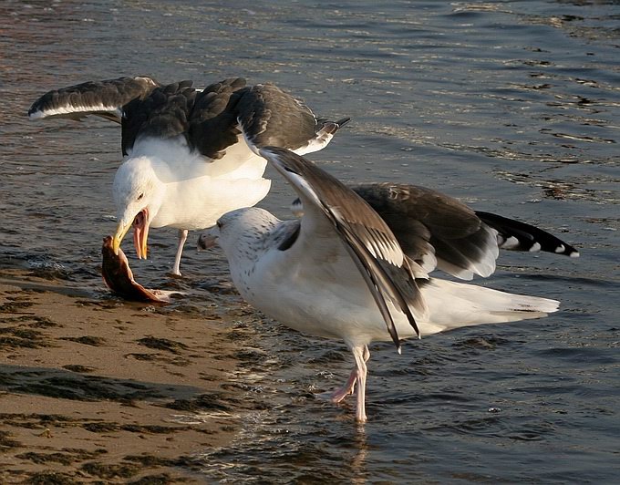 photo "Fight again" tags: nature, wild animals