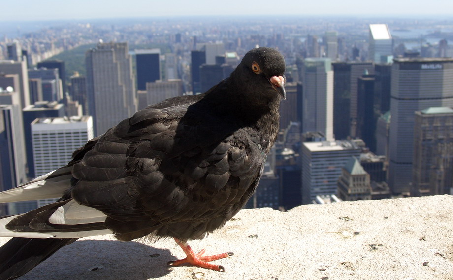 photo "On a top of the world" tags: travel, architecture, landscape, North America