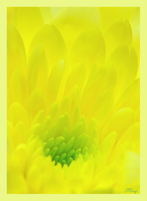 фото "Желто-зеленое настроение" метки: макро и крупный план, природа, цветы