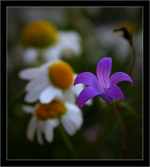 photo "***" tags: nature, macro and close-up, flowers