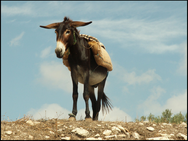 photo "Cheerful donkey" tags: nature, travel, Africa, pets/farm animals